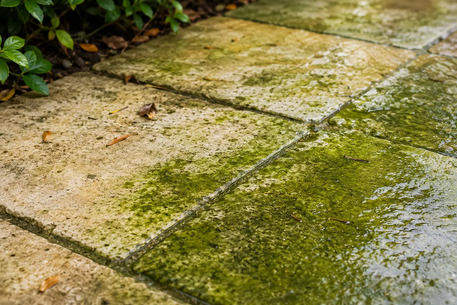 Why are Algae Growing on My Natural Stone?